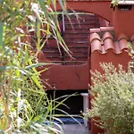 Bougainvilliers
