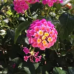 Villa Bougainvilliers *