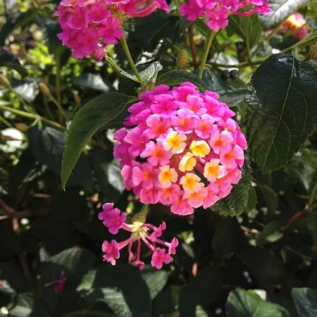 Вилла Bougainvilliers *