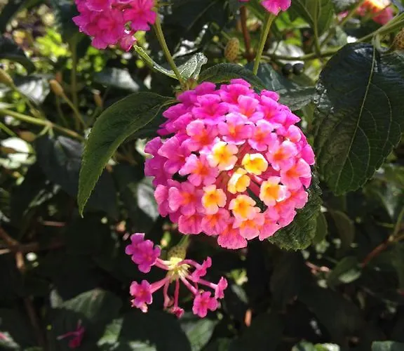 Вилла Bougainvilliers *