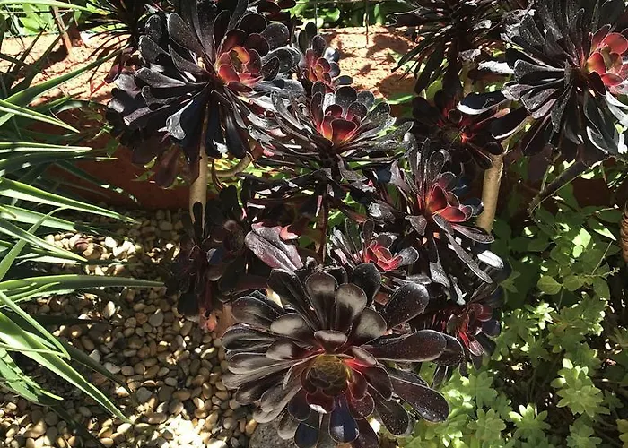 Bougainvilliers * Баньюль-сюр-Мер